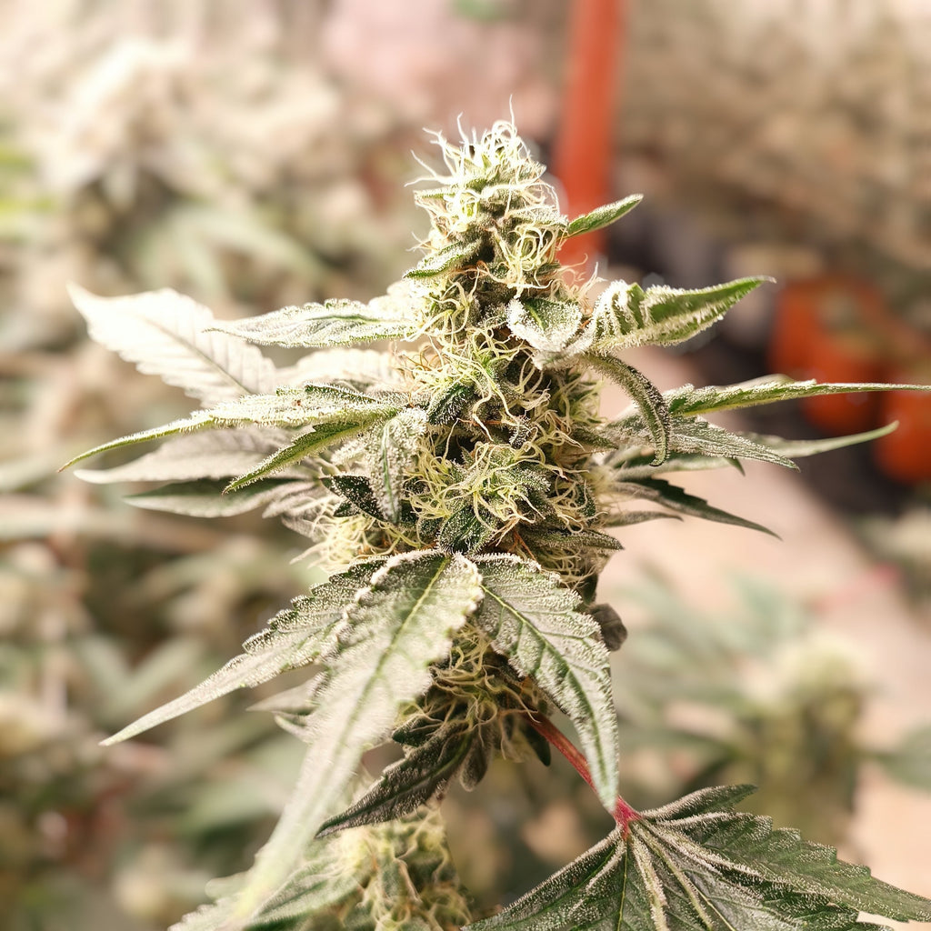 Cannabis COVID: the Rising Threat of HLVd in South Africa's Cannabis Industry Part 1 of 2